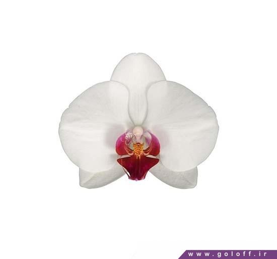 خرید دسته گل ارکیده فالانوپسیس هنگ کنگ - Phalaenopsis Orchid | گل آف